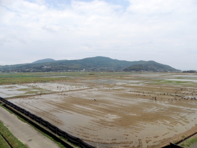出水平野