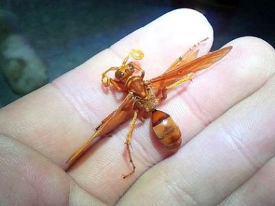 キイロムカシオオベッコウ