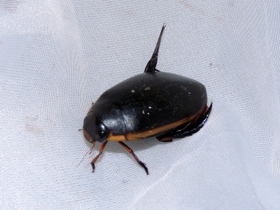 ヒメフチトリゲンゴロウ