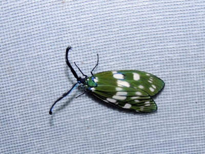 オキナワルリチラシ八重山亜種