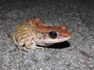 オオハナサキガエル
