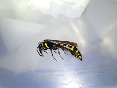 ハラナガスズバチ