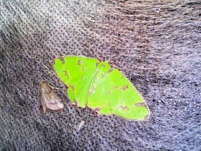マダラチズモンアオシャク八重山亜種