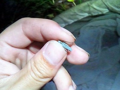 ムネモンウスアオカミキリ