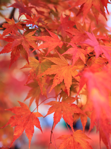 IMG_0230 - コピー.JPG