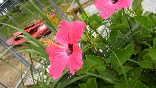 2011081418370000.jpg