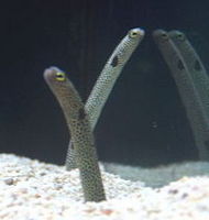 mbimg_190_200_Peixe1810.jpg