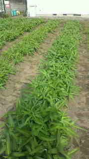2012071815480000.jpg