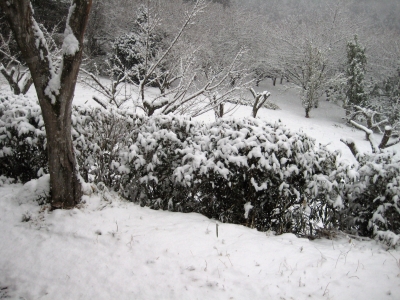 雪