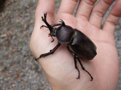 カブトムシ