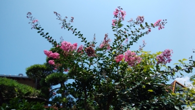 IMG_20190802_105657.jpg