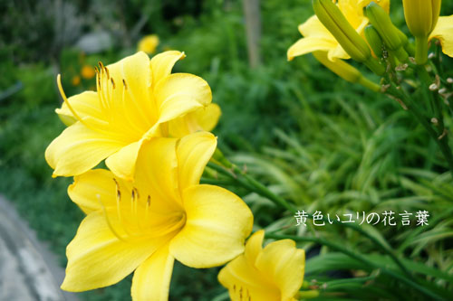 黄色い 花 花 言葉