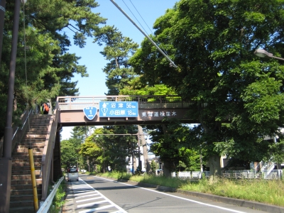 大磯の松並木