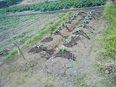 薩摩芋の定植