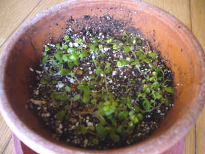 ベビーティアーズ 植付け