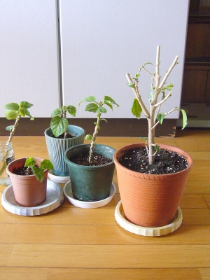 ハイビスカス 植替えと挿し木