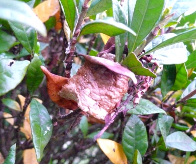 カマキリ 卵