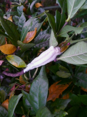 チョウセンカマキリ 卵 産み立て