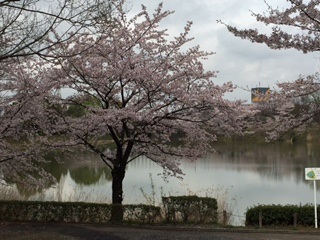 sakura