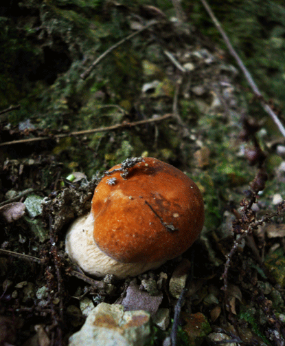 mushroom