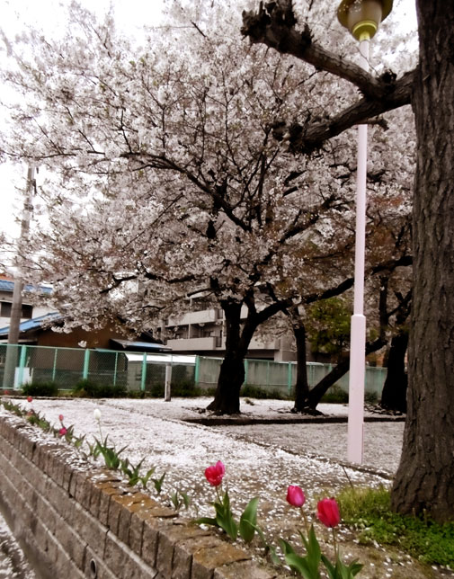 桜