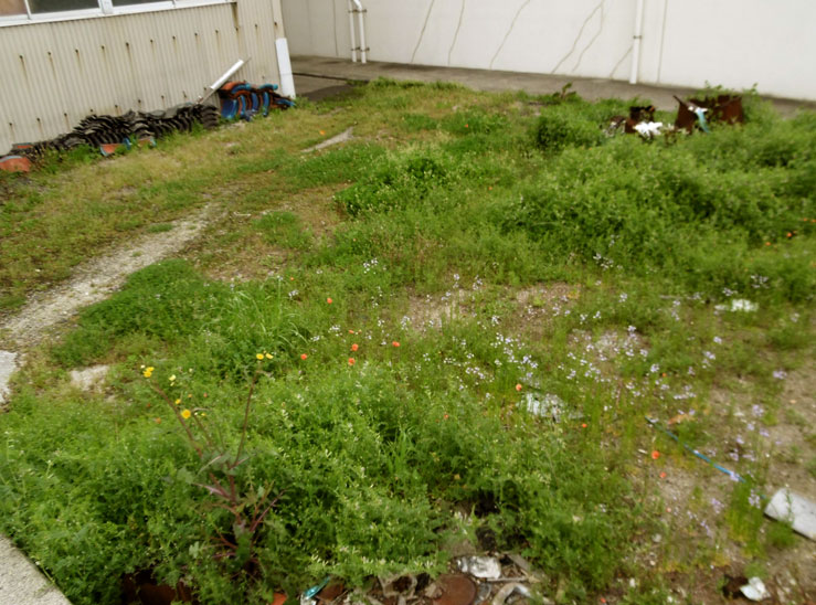 野の花