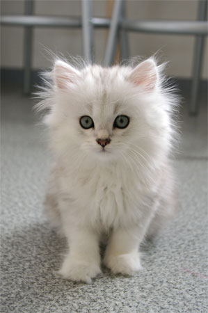 ふわふわこにゃんこ