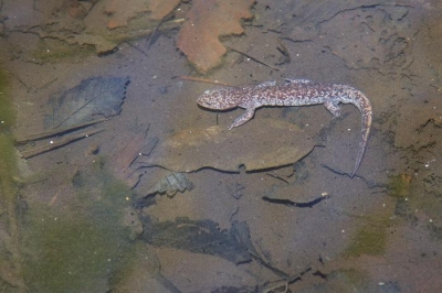 トウホクサンショウウオ