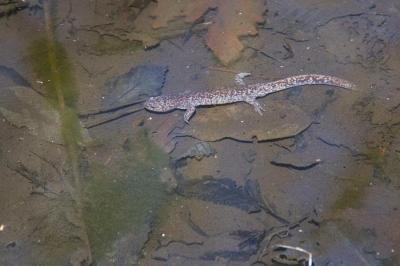 トウホクサンショウウオ