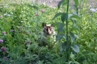 草むらのパンダ