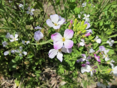 だいこんの花3