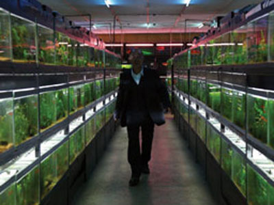 熱帯魚映画