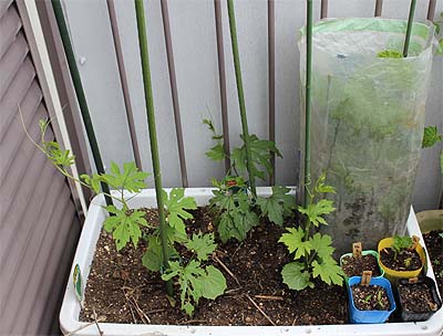 チーム ゴーヤはロデオ気分で さみしい女は野菜を植える