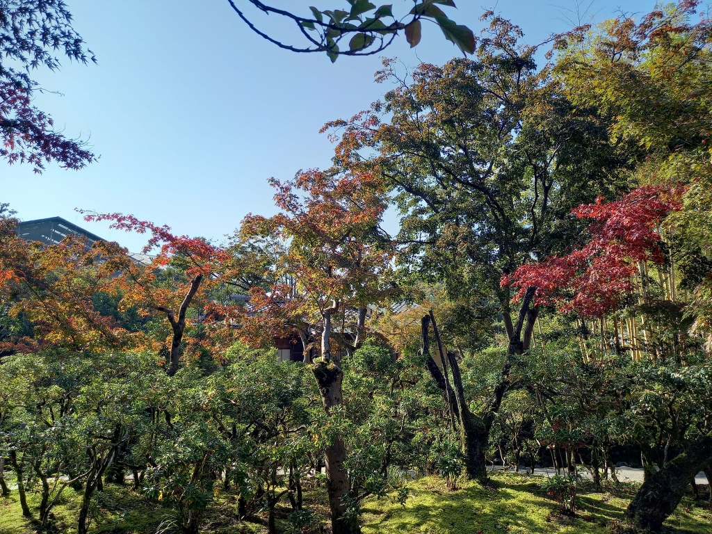 紅葉速報 松花堂庭園 | やわた走井餅老舗のブログ