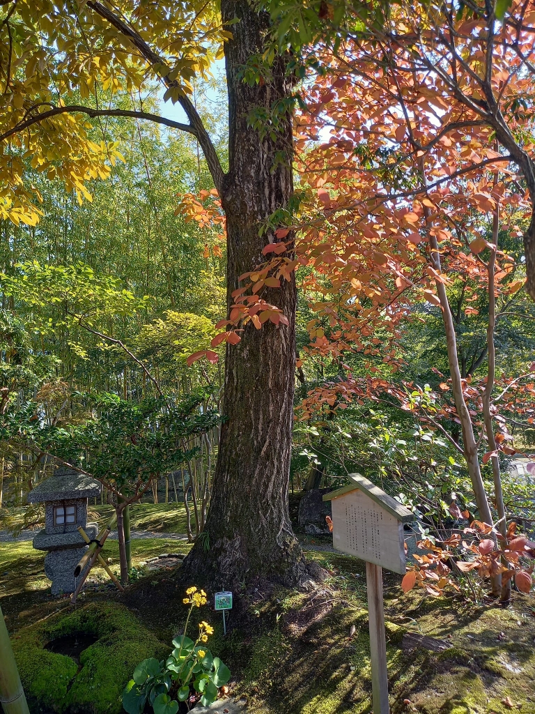 紅葉速報 松花堂庭園 | やわた走井餅老舗のブログ
