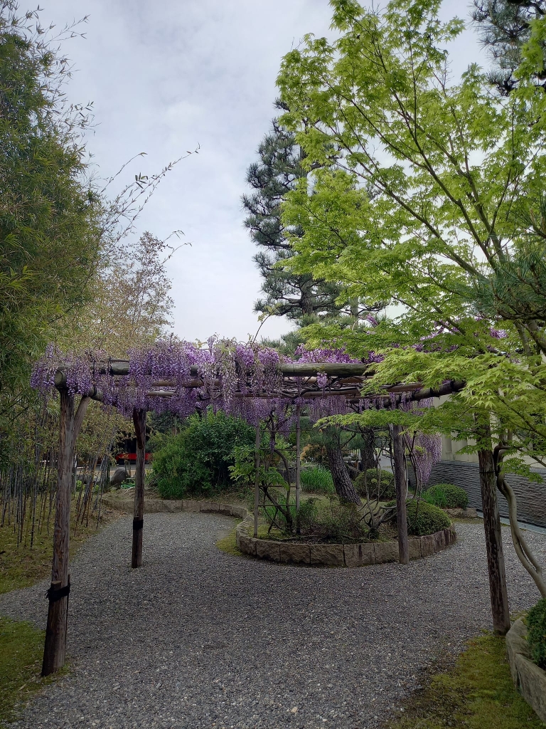 松花堂庭園の藤 | やわた走井餅老舗のブログ