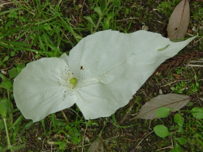 落ちていた花