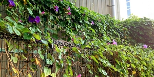 クリックで少しだけ拡大表示! 10月に咲く朝顔(アサガオ)はまだまだ元気!いや、昼顔(ヒルガオ)かな?