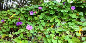 クリックで少しだけ拡大表示! 別角度から撮影〜10月に咲く朝顔(アサガオ)!いや、昼顔(ヒルガオ)?