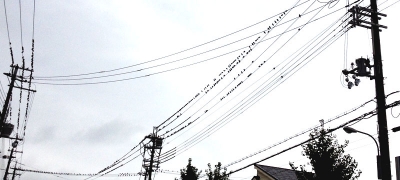 クリックで少しだけ拡大表示! 夕暮れ時の曇り空、電線にとまるムクドリの群れ その1