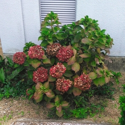 クリックで少しだけ拡大表示! ドライフラワー化した立派な紫陽花(あじさい)