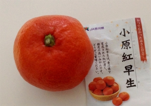 クリックで少しだけ拡大表示! すんごい赤くて美味しい!小原紅早生(おばらべにわせ)みかん