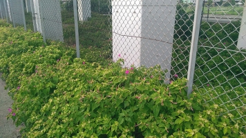 菜の花に取って代わって群生するオシロイバナ1