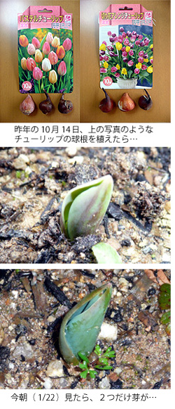 チューリップの芽が出た