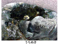 西条市観光交流センターうちぬき.jpg