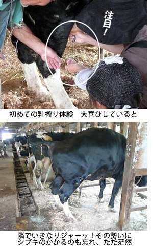 はじめての乳しぼり.jpg