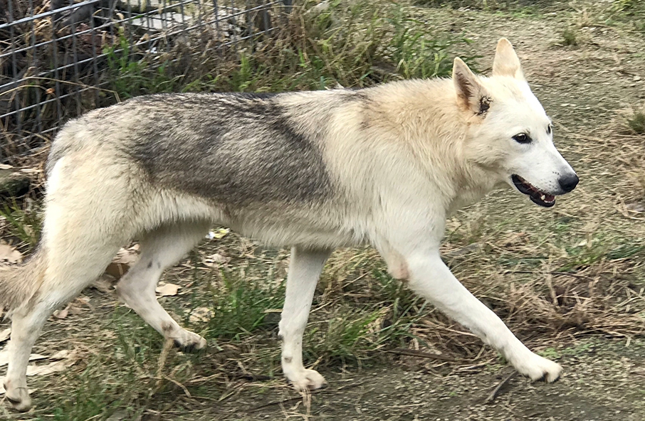 狼犬