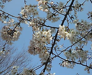 元住吉の桜