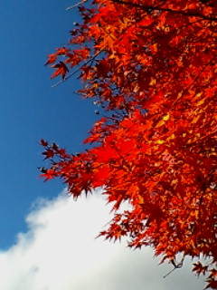 20061108_122203.jpg