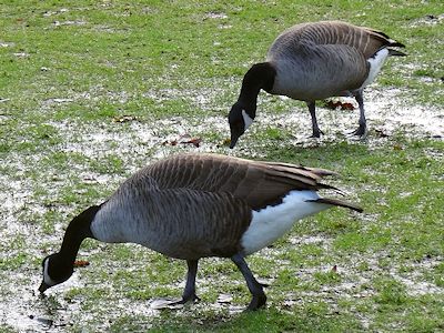 怠け者の鳥 カナダガン | カ ナ ダ 生活